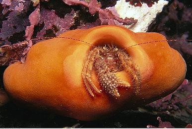 《Apex英雄》命脉外域故事CG动画：家族事业